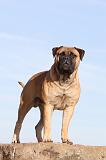 BULLMASTIFF 103